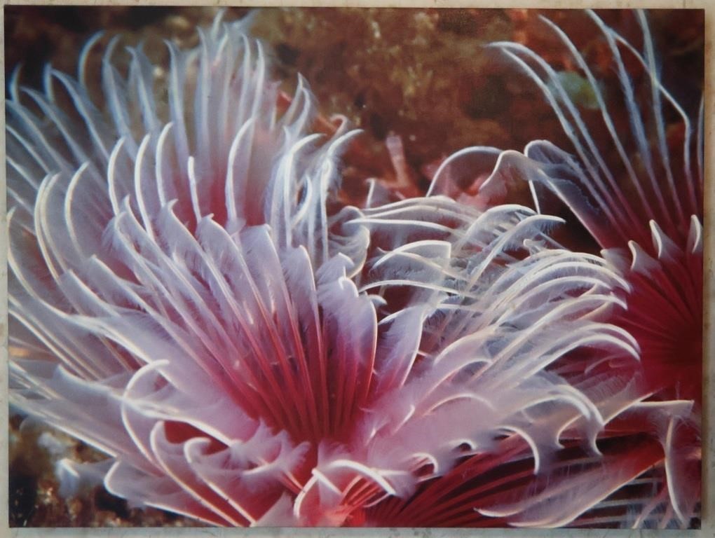Canvas Print of Sea Life