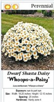 4 Whoops-A-Daisy Dwarf White Shasta Daisy Plants
