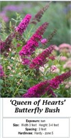 3 Fragrant Magenta Purple Butterfly Bush Plants