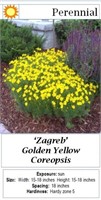 6 Zagreb Yellow Coreopsis Plants