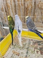 Proven pair of English Budgies. Look at the color!