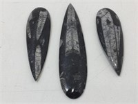Orthoceras fossil in stone paperweights