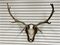 5 x 5 Elk Skull Mount on Wooden Plaque