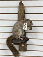 Delmarva Fox Squirrel Full Body Mount