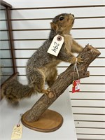 Large Fox Squirrel Full Body Mount on Branch
