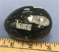 2.5" fossil egg   (a 7)
