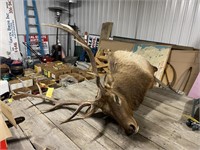 5 X 5 Elk Mount