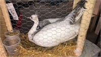 Opal Silver Pied Peahen * 4 Yrs Old