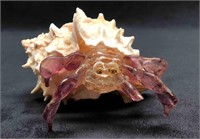Hermit Crab Hand Blown Glass Art In Shell