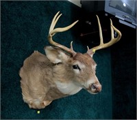 8 Point whitetail trophy mount