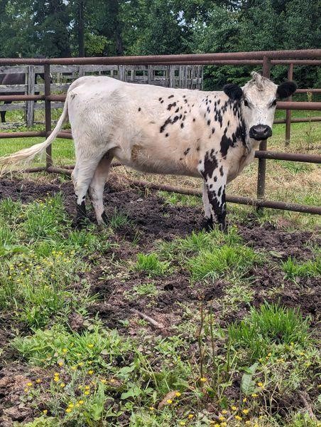 American Made Livestock June 1st Horse Sale