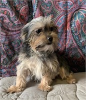 Male-Yorkshire Terrier-Intact, 1.5 years