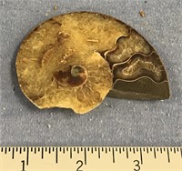 3" ammonite fossil    (a 7)