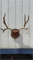 Mule Deer Mount