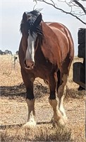 (VIC) MOSLEY - CLYDESDALE X SHIRE STALLION