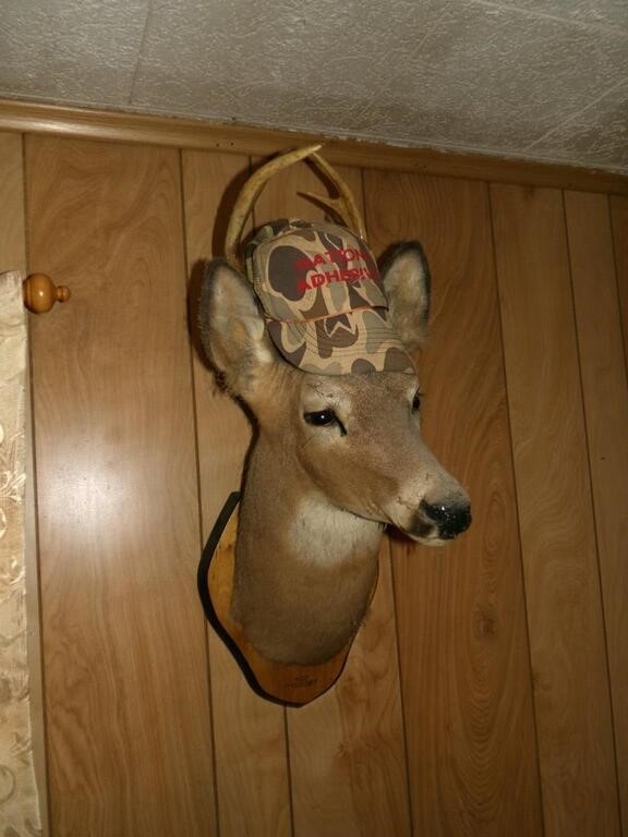 Mounted Deer w/ Hat