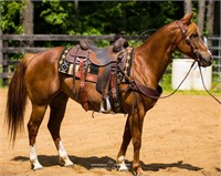 Singing On Que - 2015 Sorrel AQHA Mare - VIDEO