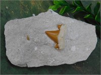 SHARK TOOTH IN MATRIX ROCK STONE LAPIDARY SPECIMEN