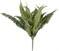 Boston Fern Bush Fern Collection by Ashland