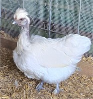 Silky rooster & satin showgirl hen, laying