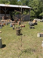 BOTTLE TREE