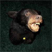Black bear mount