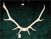 5 x 5 Elk rack