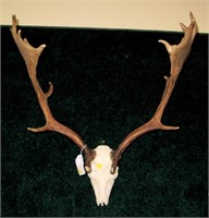 Fallow deer European trophy mount
