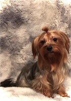 Female-Yorkshire Terrier-2 years, intact, proven