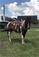 "Tigger" Gelding, 15HH, 6 years, 30 days training