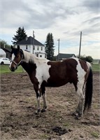 "Cowboy" Gelding - 14HH, 5 years, lightly handled