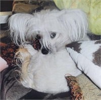 Female-Chinese Crested- 2 years, spayed