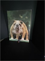 Bulldog Picture 17"W x 23"H