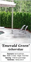 6 Emerald Green Arborvitae Plants