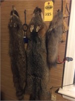 2 Racoon Pelts & Tail