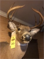 Deer Mount