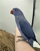 8 month old handfed Blue Indian Ring neck