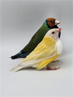 Pair- Orange Head & Lutino Gouldian Finch