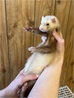 Female Ferret 11wks old