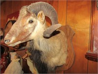 23 x 14' Taxidermy Sheep