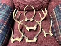 Collection of Deer Racks, Antlers
