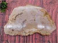 PETRIFIED WOOD SLAB ROCK STONE LAPIDARY SPECIMEN