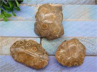 PETOSKEY FOSSILIZED CORAL ROCK STONE LAPIDARY SPEC