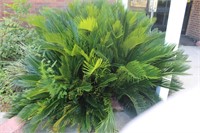 Sago Palm Plants