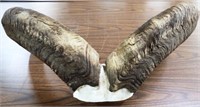 Aoudad / Barbary Sheep Horns - Partial Skull Mount
