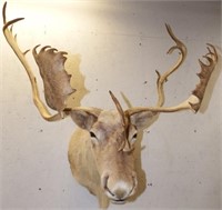 Caribou Taxidermy Mount - Rack / Antlers