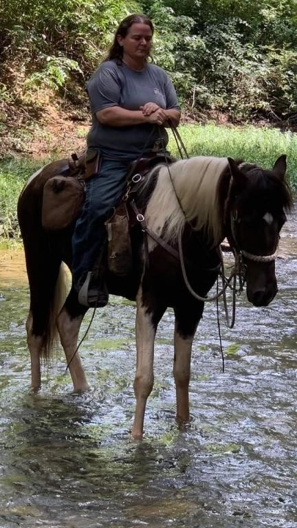 Peanut - 4 YO Black & White Spotted Gelding