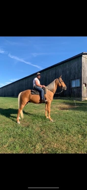 Moon Pie - 11 YO Palomino Racking Gelding