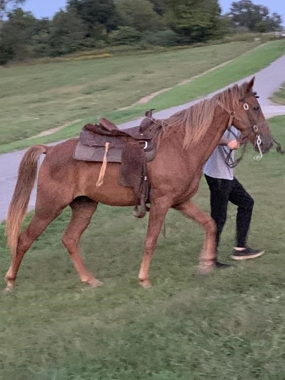 Armed Of Honor - 2017 Model TWH Sorrel Gelding