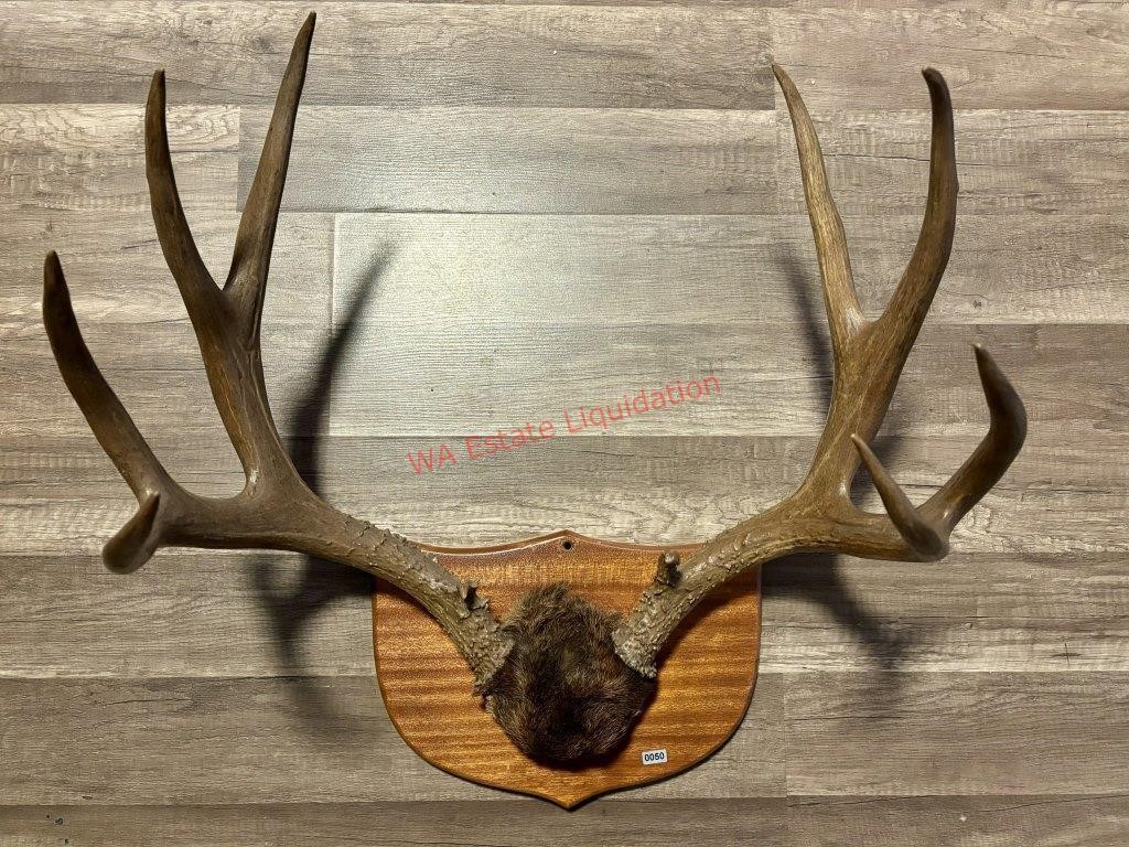 Mounted Horns (Living room)